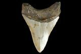 Fossil Megalodon Tooth - North Carolina #98983-2